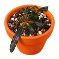 Bucephalandra Sp. Brownie Upper Ghost Rare Epiphyte Plant in a terracotta pot with pebbles and soil.