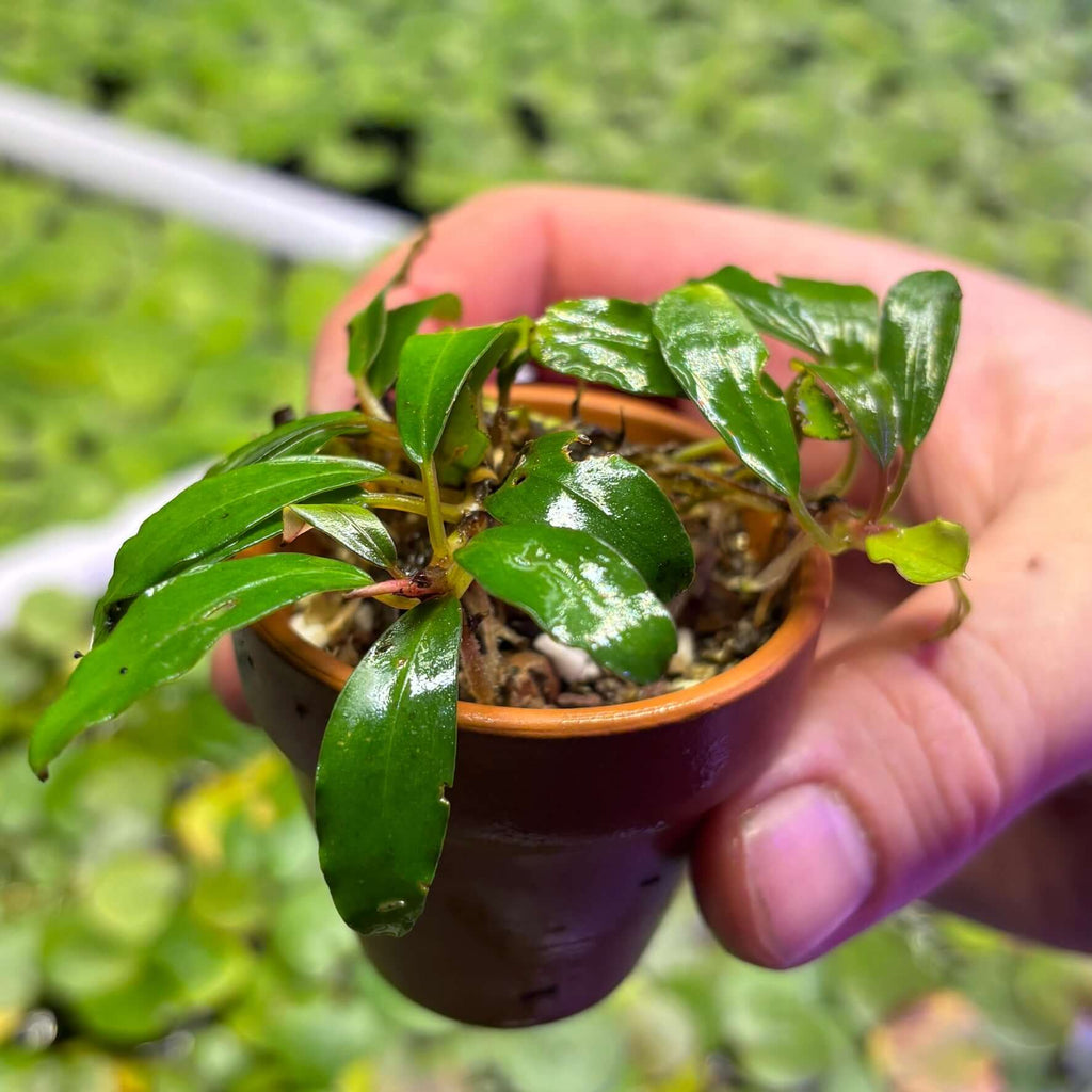 Bucephalandra sp. 'Cobalt Blue' in a small pot held by hand, showcasing vibrant green leaves.