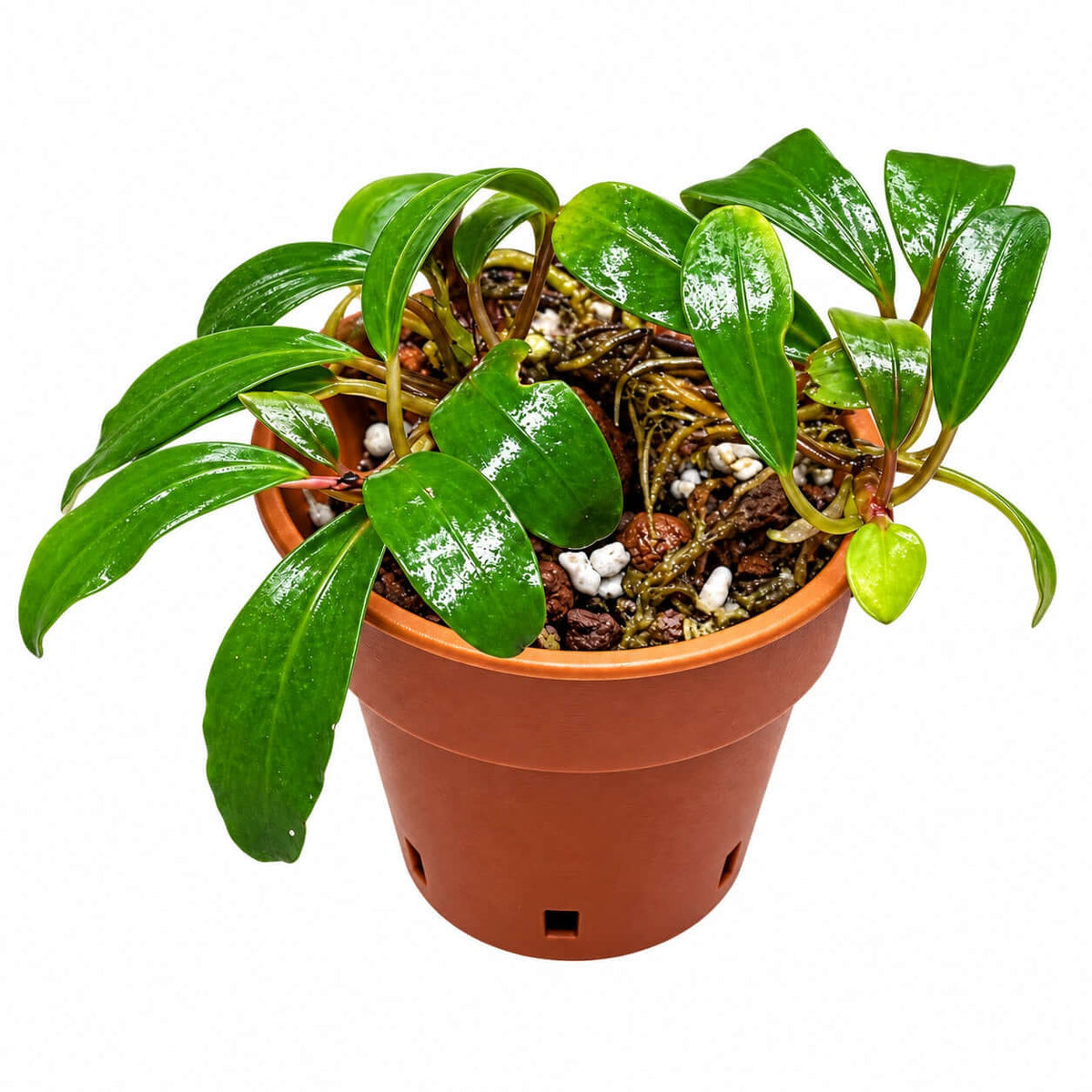 Bucephalandra sp. 'Cobalt Blue' plant in pot with glossy green leaves and healthy roots.