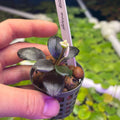 Bucephalandra sp. 'Helena QQ' plant with iridescent leaves in a mesh pot held by hand.