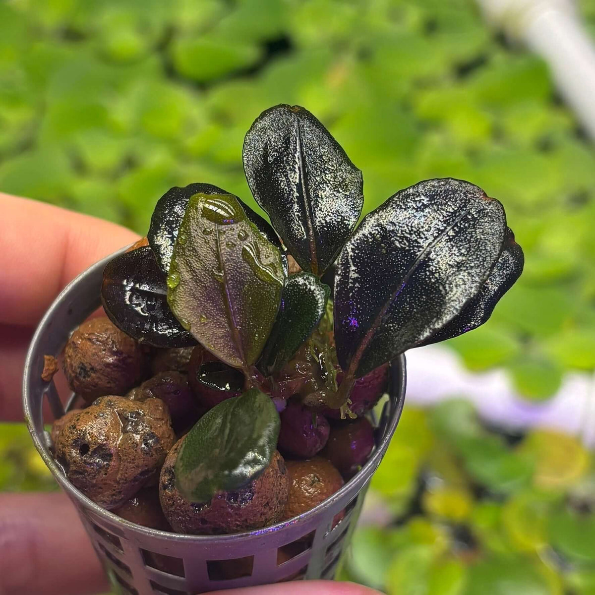 Bucephalandra sp. 'Helena QQ' plant in a pot, showcasing lush iridescent leaves and unique leaf edges.