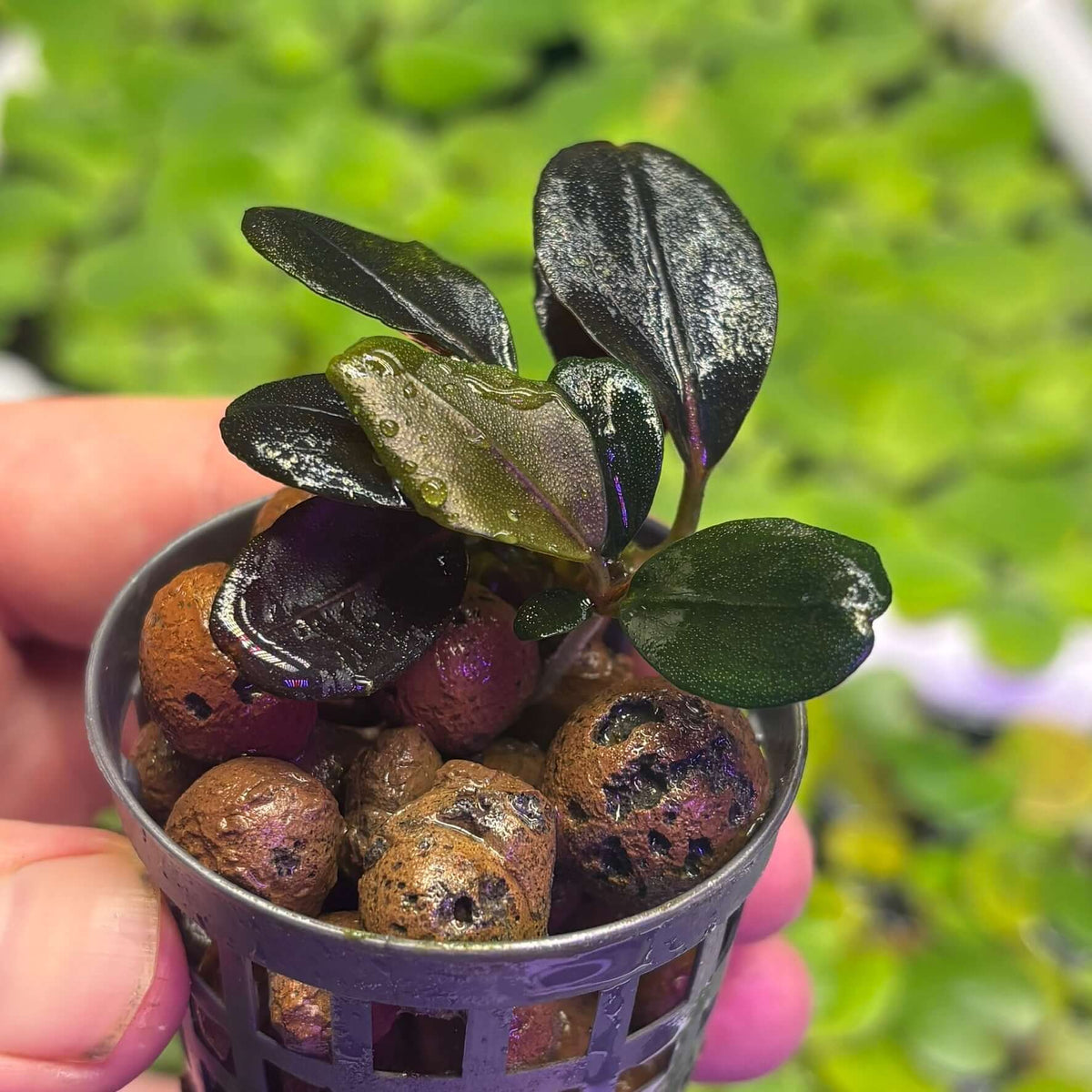 Bucephalandra sp. 'Helena QQ' in a cup with dark, glossy leaves and decorative substrate.