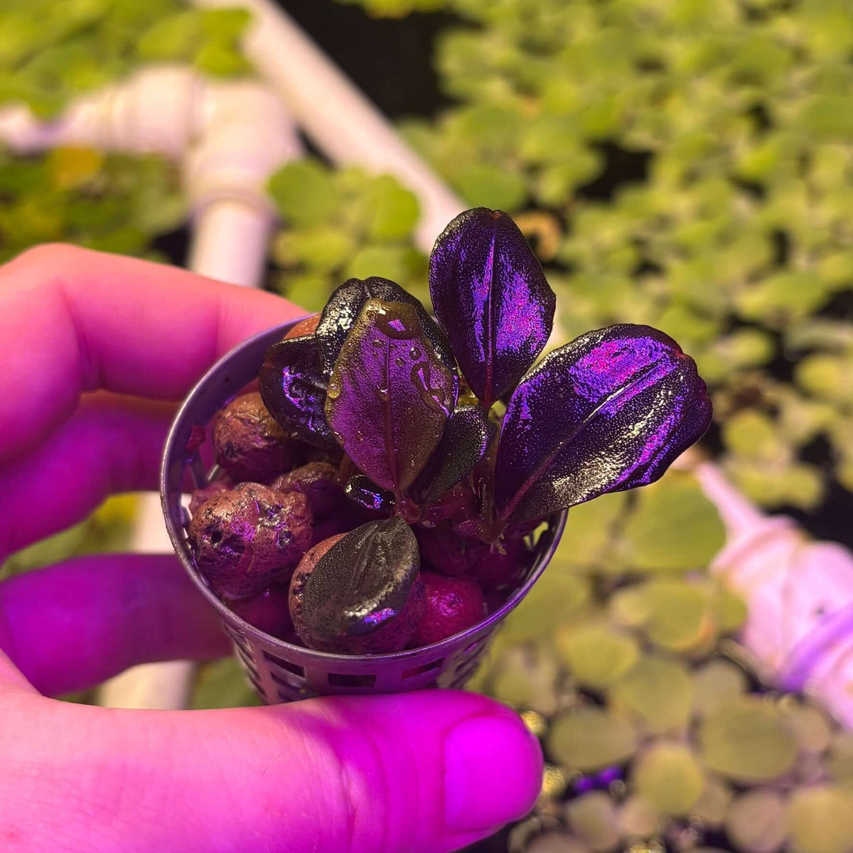 Bucephalandra sp. 'Helena QQ' in a hand, showcasing its iridescent leaves and growth medium.