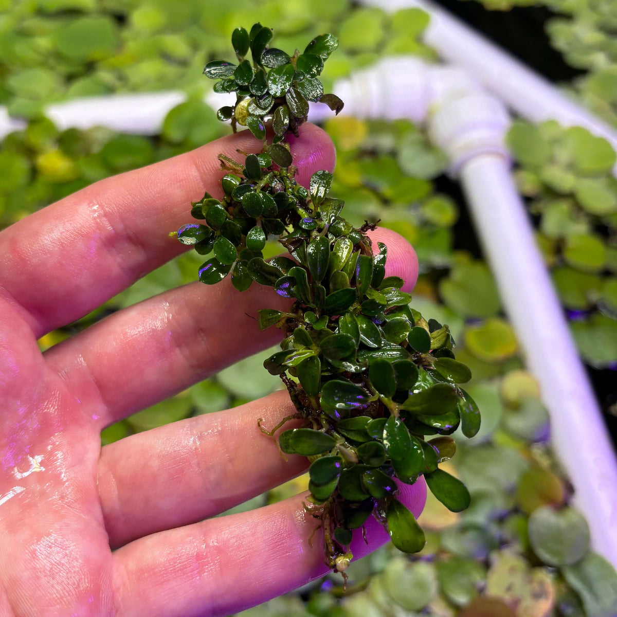 Bucephalandra Sp. Mini Coin Clump - Rare Epiphyte Plant held in hand, showcasing vibrant green leaves.