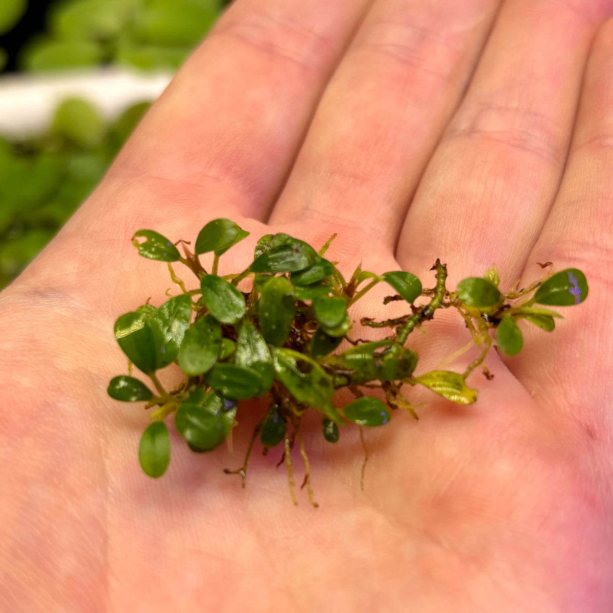Bucephalandra Sp. Mini Coin Rare Epiphyte Plant displayed on a hand, showcasing its vibrant green leaves and roots.