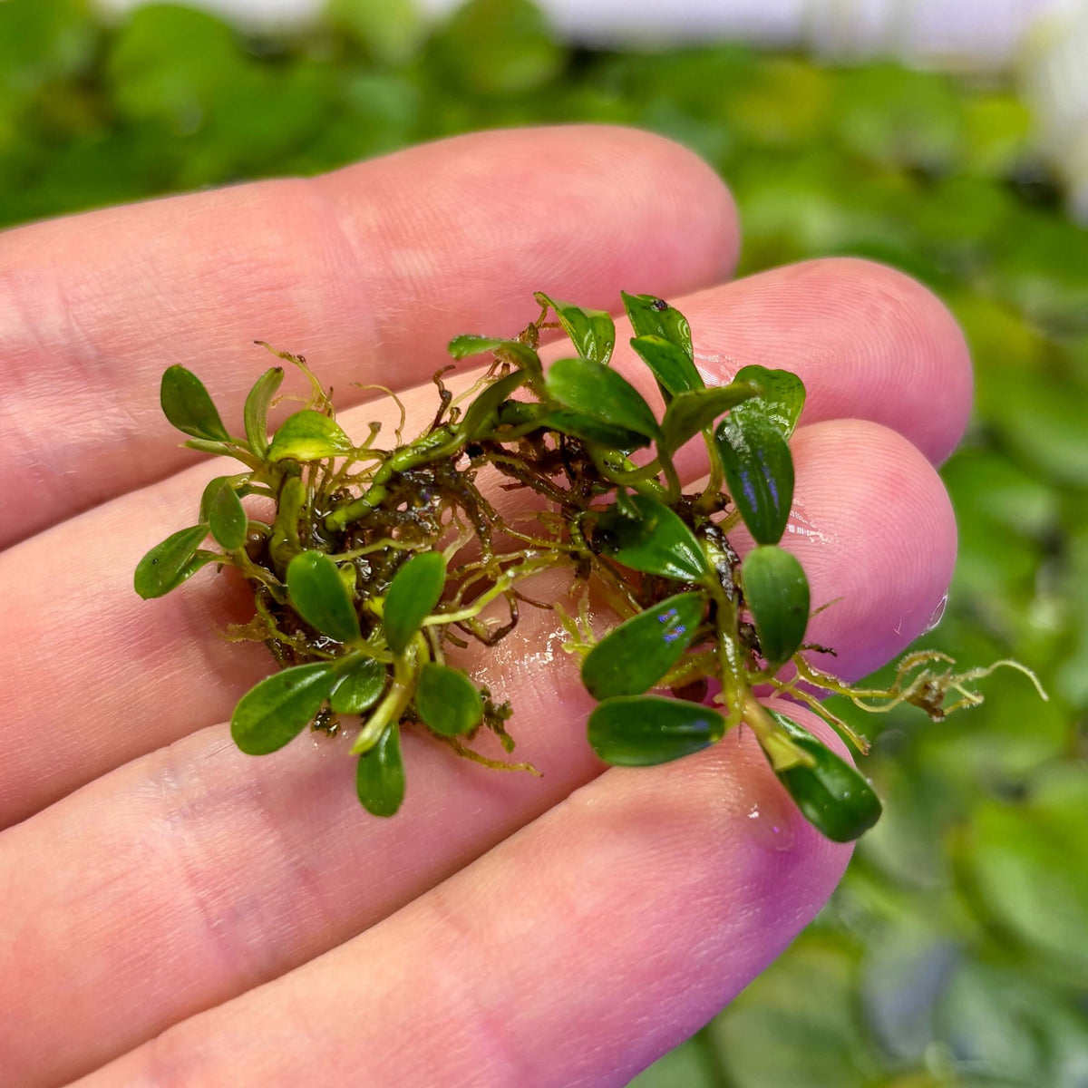 Bucephalandra Sp. Mini Coin Rare Epiphyte Plant held in hand, showcasing its lush green leaves and roots.