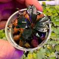Bucephalandra Sp. 'Neo' (rare epiphyte plant) in a pot with dark iridescent leaves and pebbles.