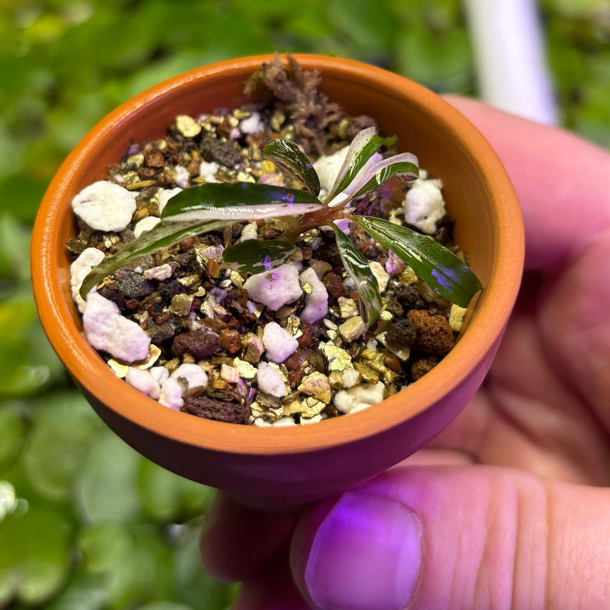 Bucephalandra sp. Variegated 'Milky White' in a small pot with soil and gravel mix, held by a hand.