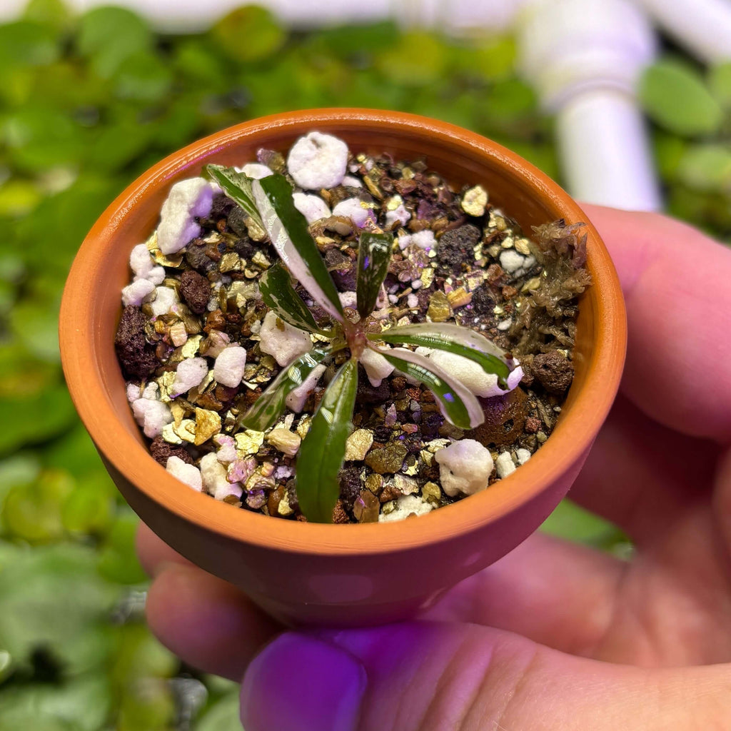 Bucephalandra sp. Variegated 'Milky White' small plant in a terracotta pot, ideal for aquascaping.