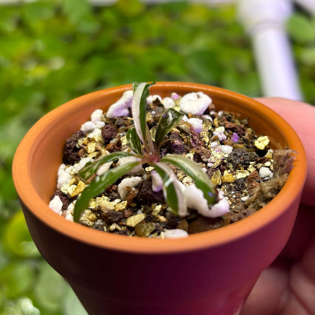 Bucephalandra sp. Variegated 'Milky White' in a small terracotta pot with colorful substrate.