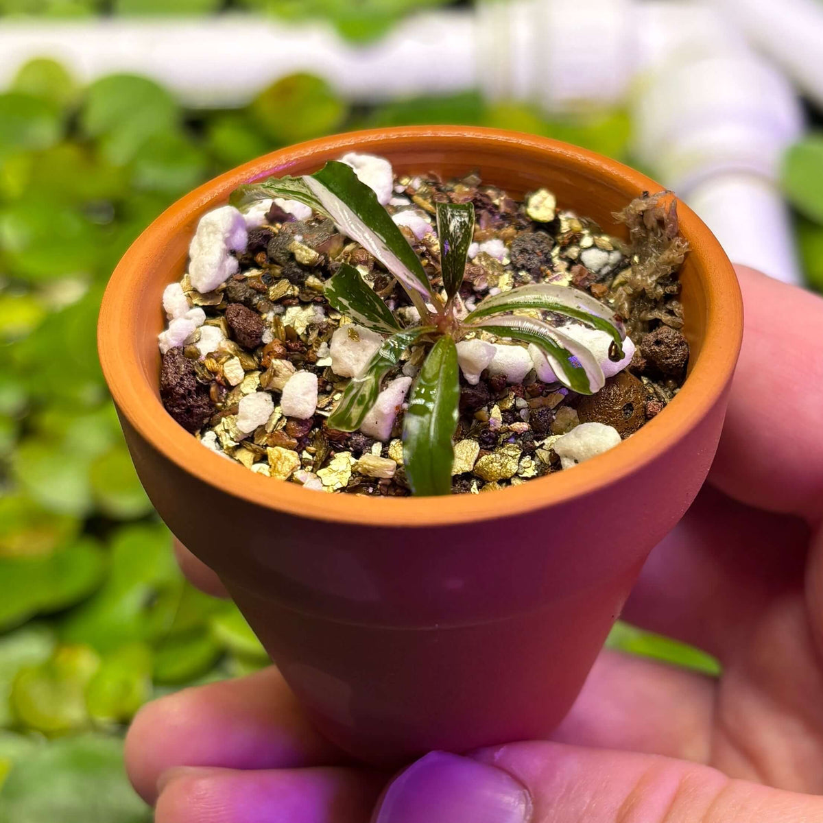 Bucephalandra sp. Variegated 'Milky White' in a small terracotta pot, showcasing its unique iridescent leaves.