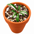 Bucephalandra sp. Variegated 'Milky White' in terracotta pot with decorative soil.