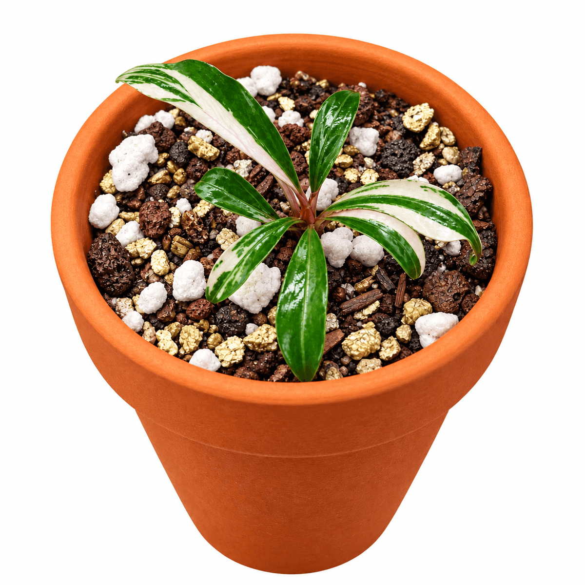 Bucephalandra sp. Variegated 'Milky White' in terracotta pot with decorative soil.