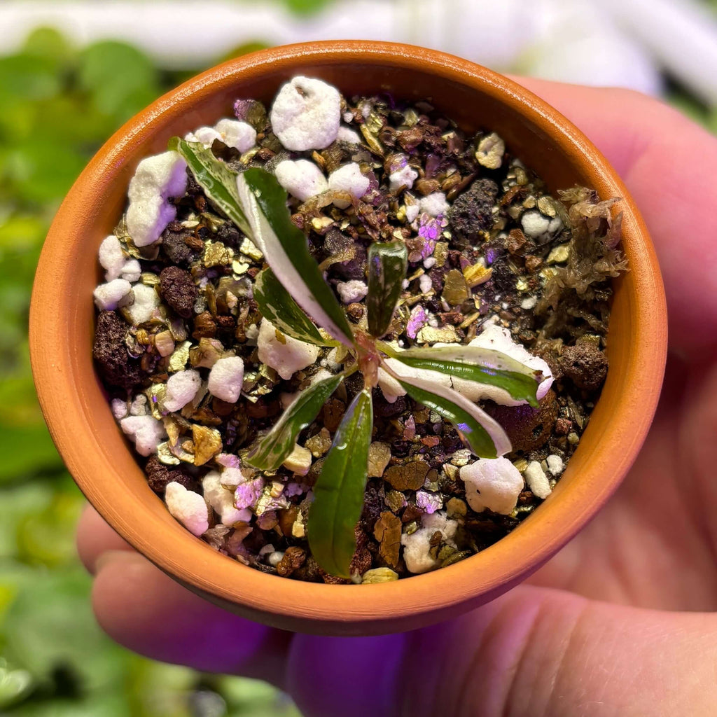 Bucephalandra sp. Variegated 'Milky White' in a pot with iridescent leaves and gravel substrate.