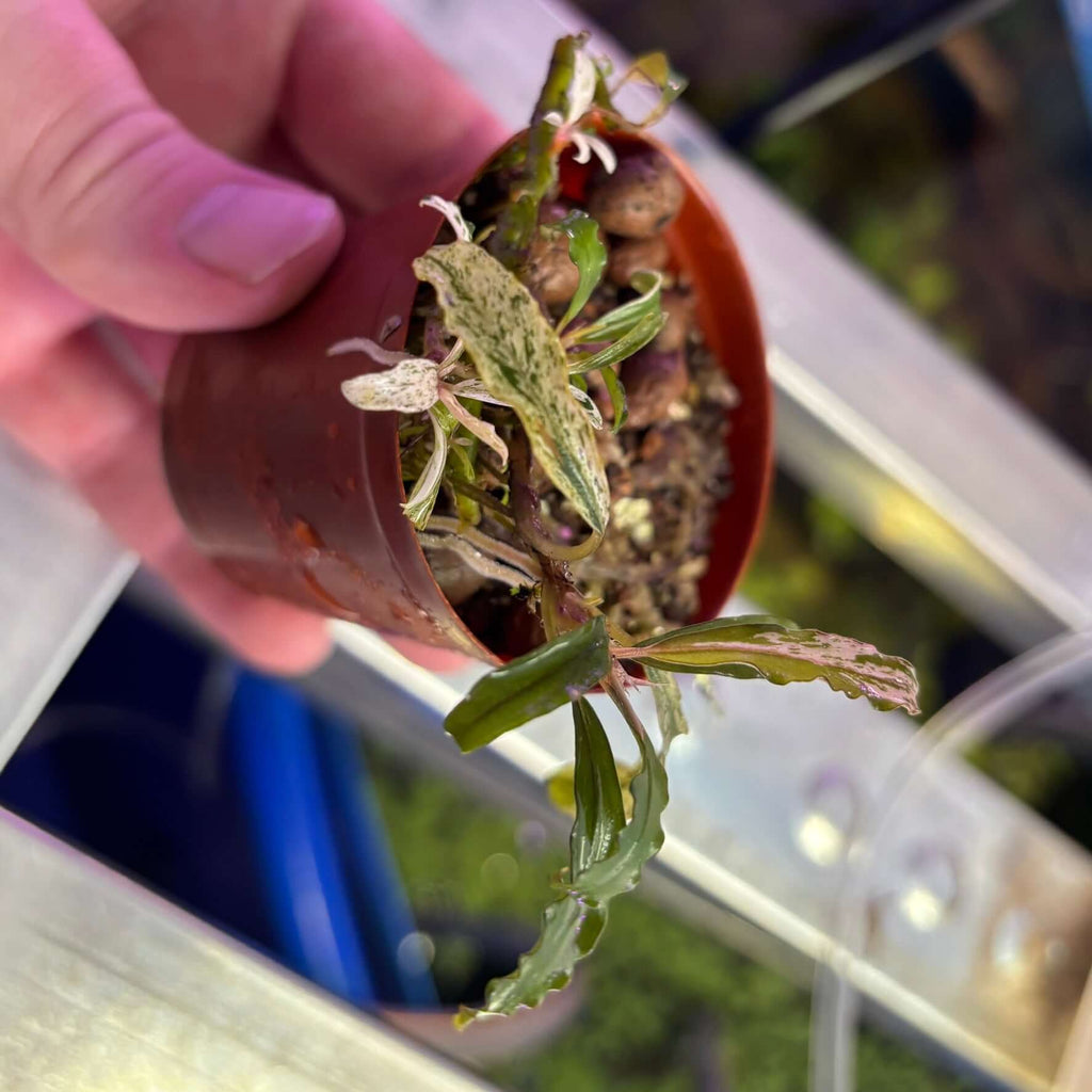 Bucephalandra sp. Variegated 'Milky White' (Large Rhizome Plant) in a plastic pot with iridescent leaves.