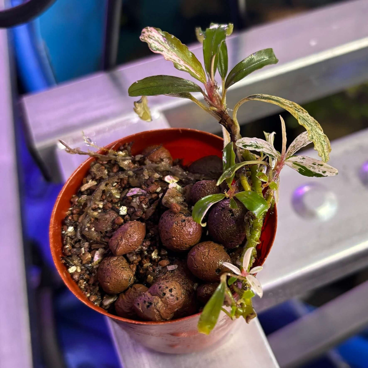 Bucephalandra sp. Variegated 'Milky White' (Large Rhizome Plant) in a pot with pebbles and soil.