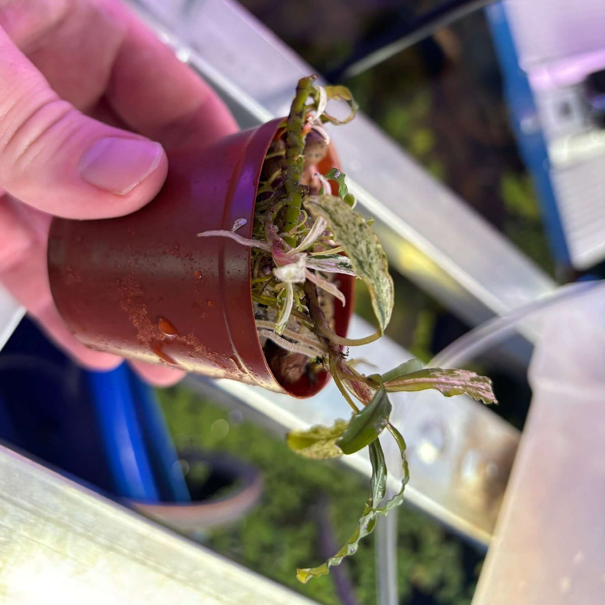 Bucephalandra sp. Variegated 'Milky White' (Large Rhizome Plant) held in hand, showing vibrant leaves and roots.