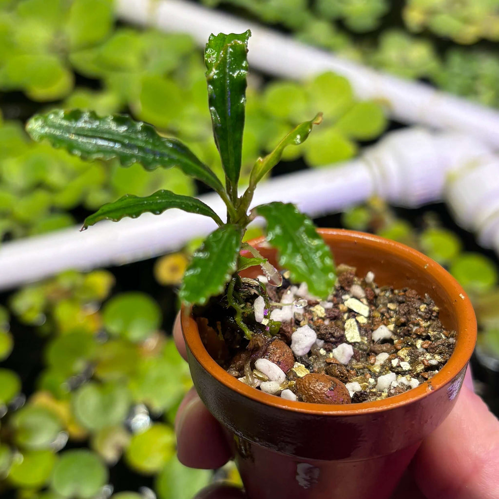 Bucephalandra Taloga (Bucephalandra sp. 'Taloga') in a pot with moist substrate and healthy leaves