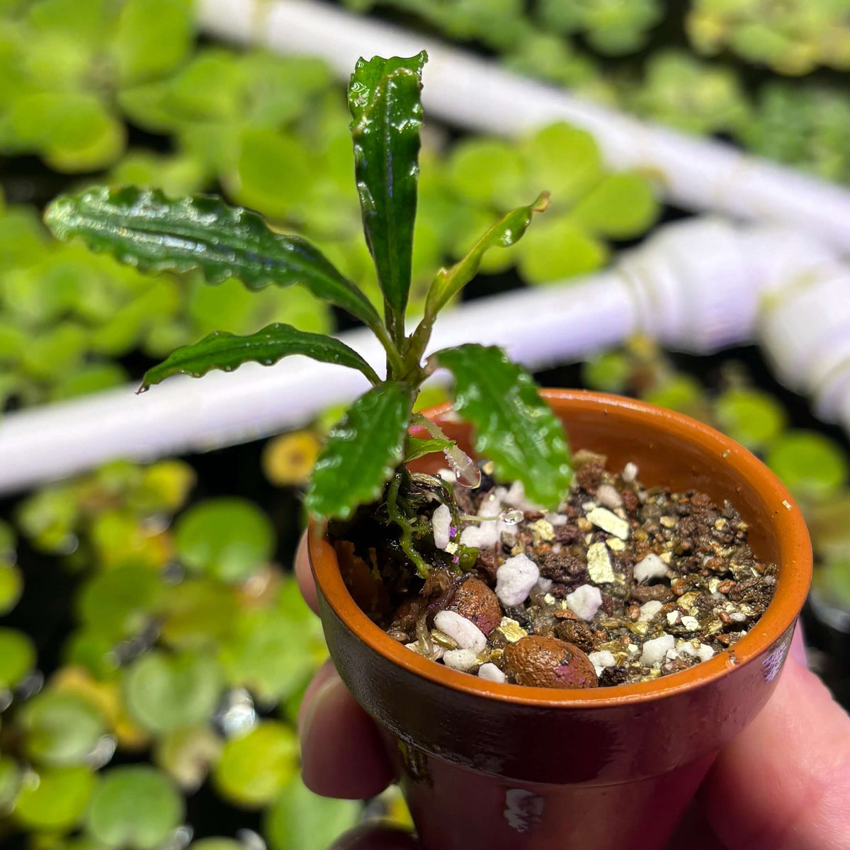 Bucephalandra Taloga (Bucephalandra sp. 'Taloga') in a pot with moist substrate and healthy leaves