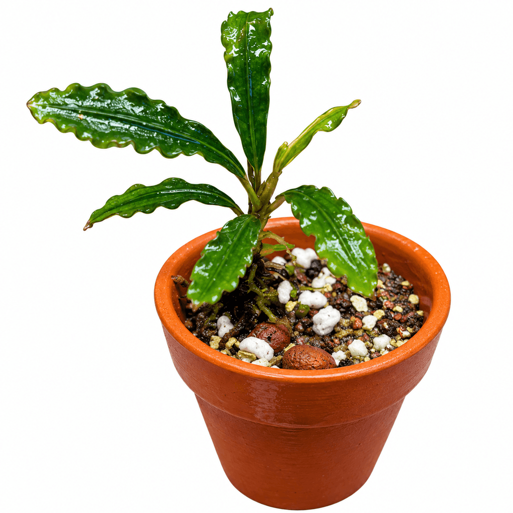 Bucephalandra Taloga (Bucephalandra sp. 'Taloga') in a terracotta pot with rich soil.