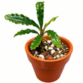 Bucephalandra Taloga (Bucephalandra sp. 'Taloga') in a terracotta pot with rich soil.