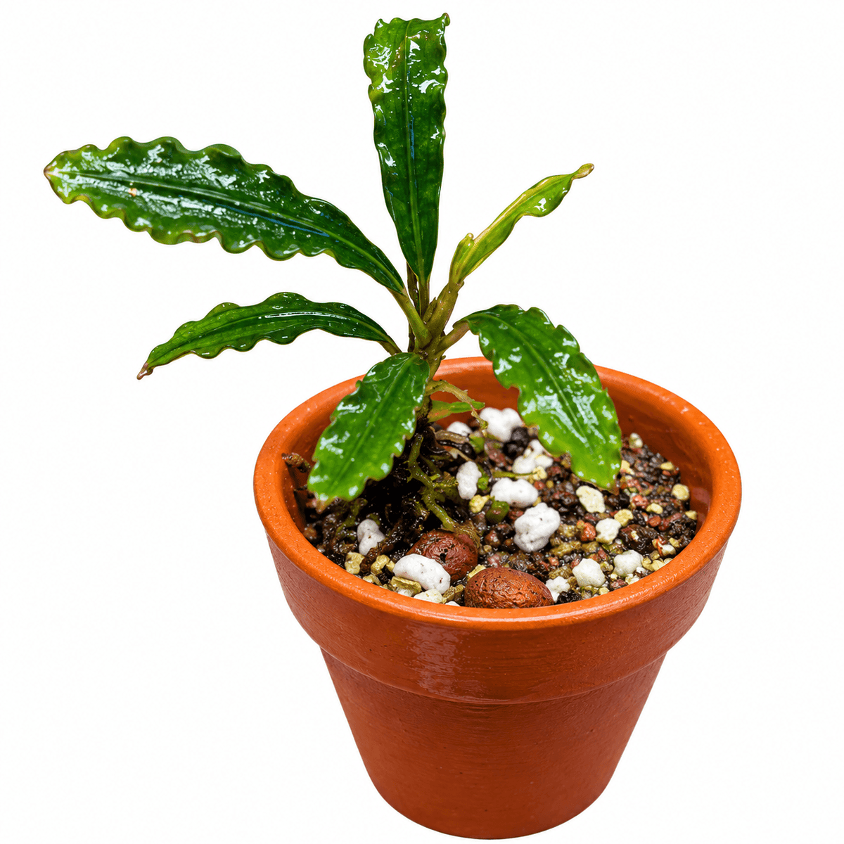 Bucephalandra Taloga (Bucephalandra sp. 'Taloga') in a terracotta pot with rich soil.