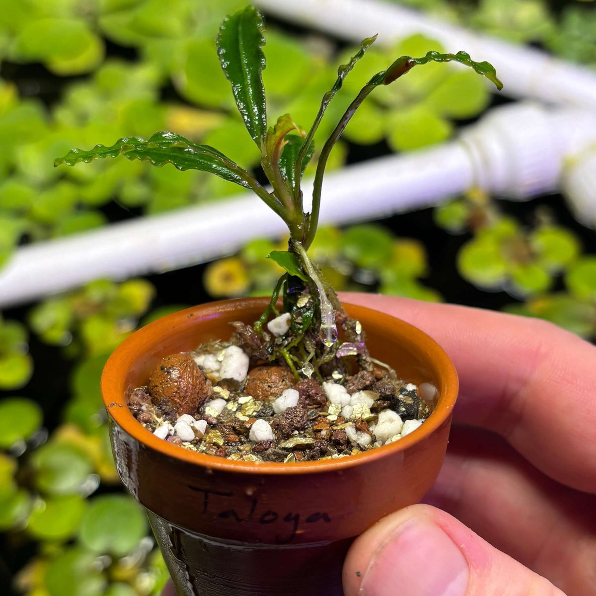 Bucephalandra Taloga (Bucephalandra sp. 'Taloga') in a small pot with growing medium and roots.