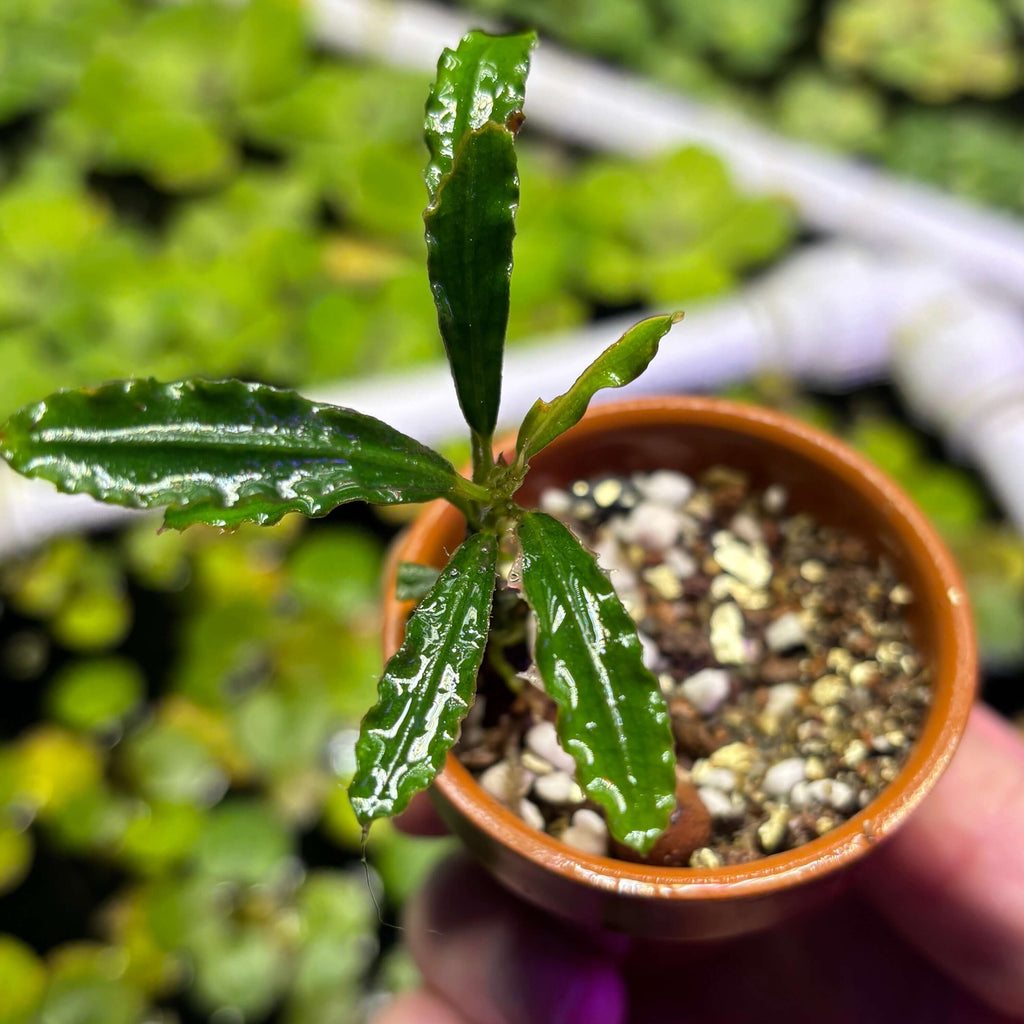 Bucephalandra Taloga (Bucephalandra sp. 'Taloga') in a small pot, showcasing its vibrant leaves and growth potential.