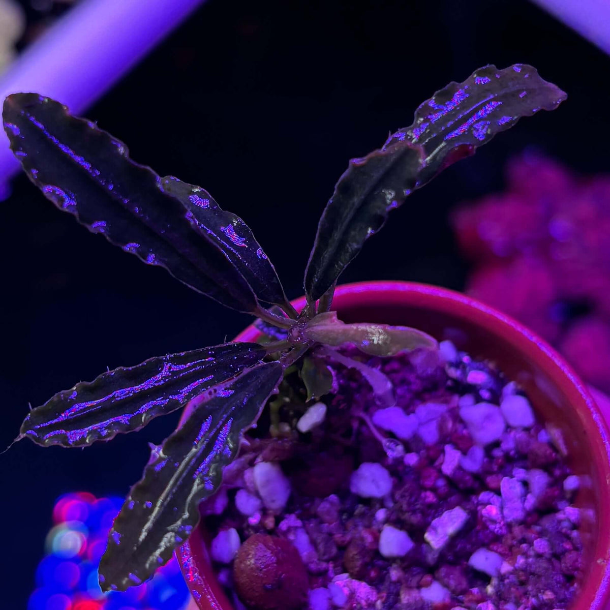 Bucephalandra Taloga (Bucephalandra sp. 'Taloga') in a pot, showcasing its unique leaves and growth.