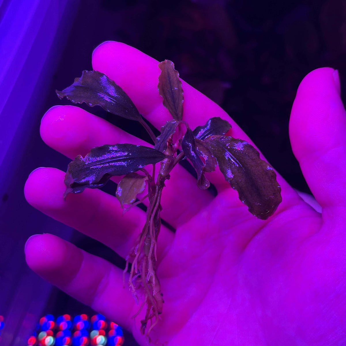 Bucephalandra 'Theia V6' (Bucephalandra sp. 'Theia V6') Rooted Rhizome Cutting held in hand under purple light.