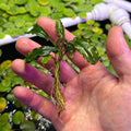 Bucephalandra 'Theia V6' (Bucephalandra sp. 'Theia V6') Rooted Rhizome Cutting held in hand with roots visible.