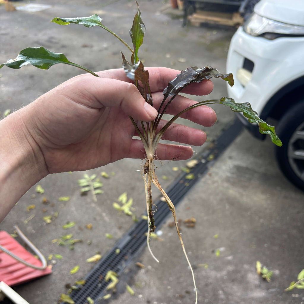 Cryptocoryne wendtii (1 x long rooted plant) held in hand, showcasing submersed grown roots and leaves.