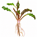 Cryptocoryne wendtii (1 x long rooted plant) with vibrant green and brown leaves, showcasing healthy roots.