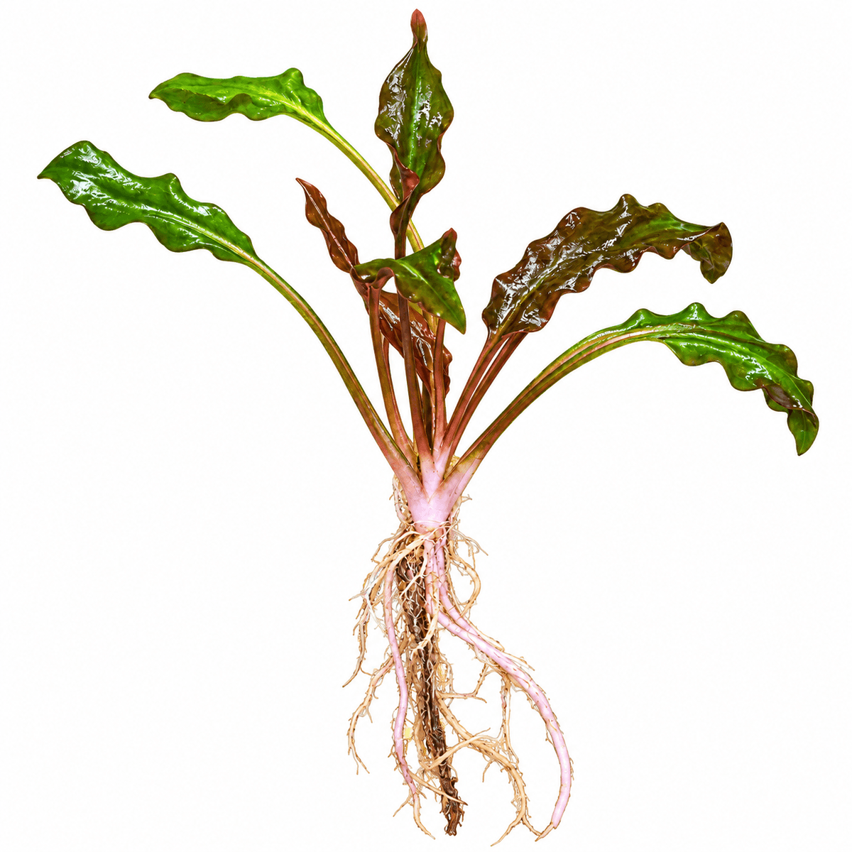Cryptocoryne wendtii (1 x long rooted plant) with vibrant green and brown leaves, showcasing healthy roots.