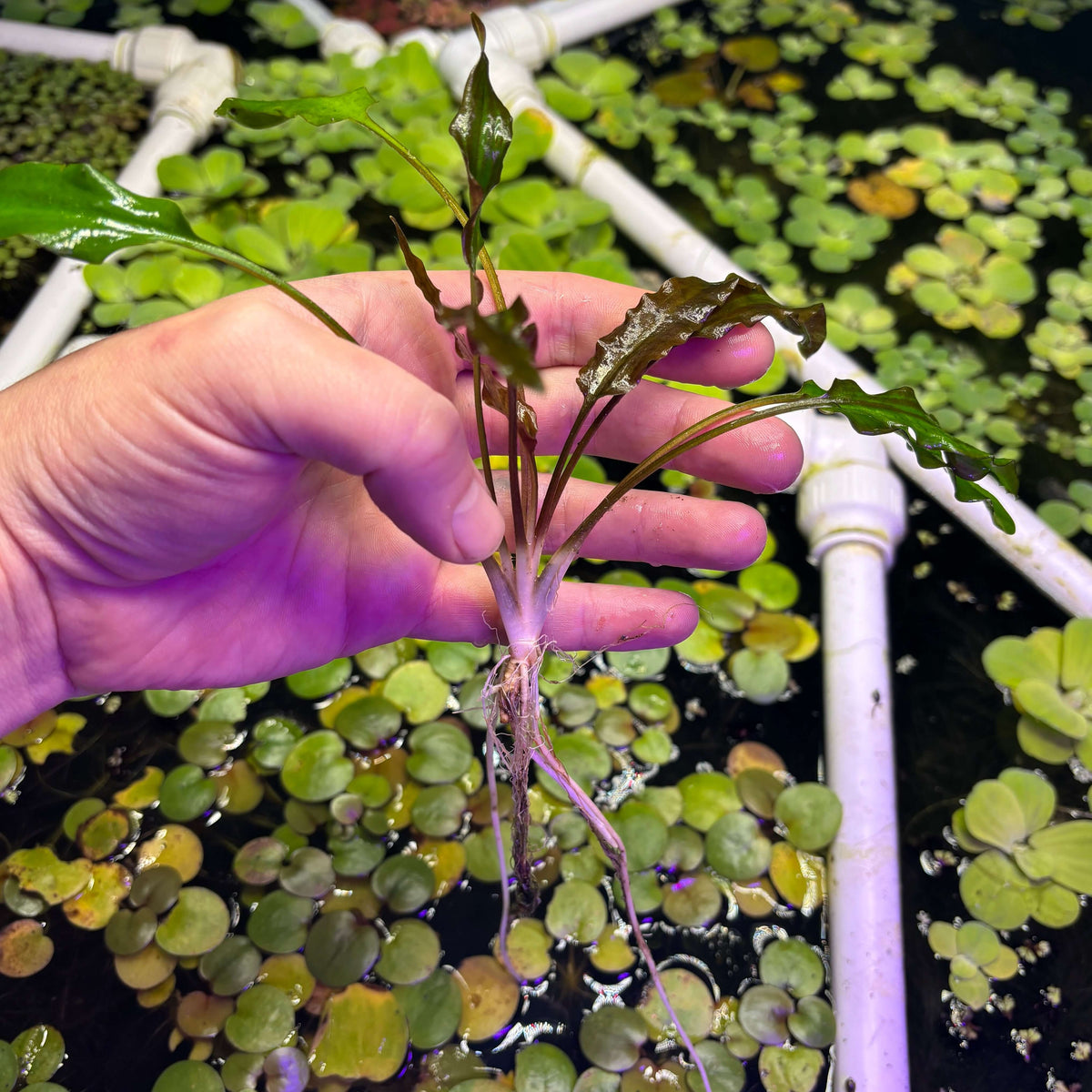 Cryptocoryne wendtii (1 x long rooted plant) held above a water surface with lily pads and pipes in the background.