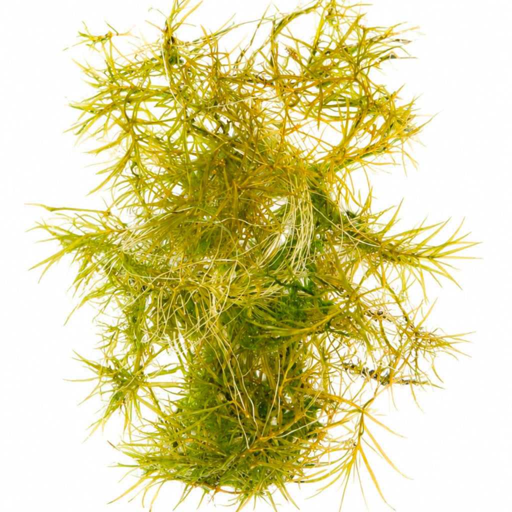 Guppy Grass (Najas guadalupensis / Najas indica) 25g Portion