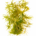 Guppy Grass (Najas guadalupensis / Najas indica) 25g Portion
