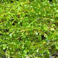 Glossostigma elatinoides 15g portion showcasing a vibrant green carpet plant ideal for aquariums.