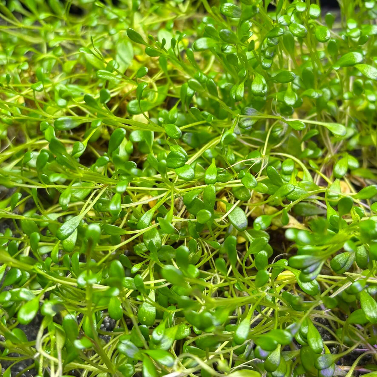 Glossostigma elatinoides 15g portion showcasing a vibrant green carpet plant ideal for aquariums.