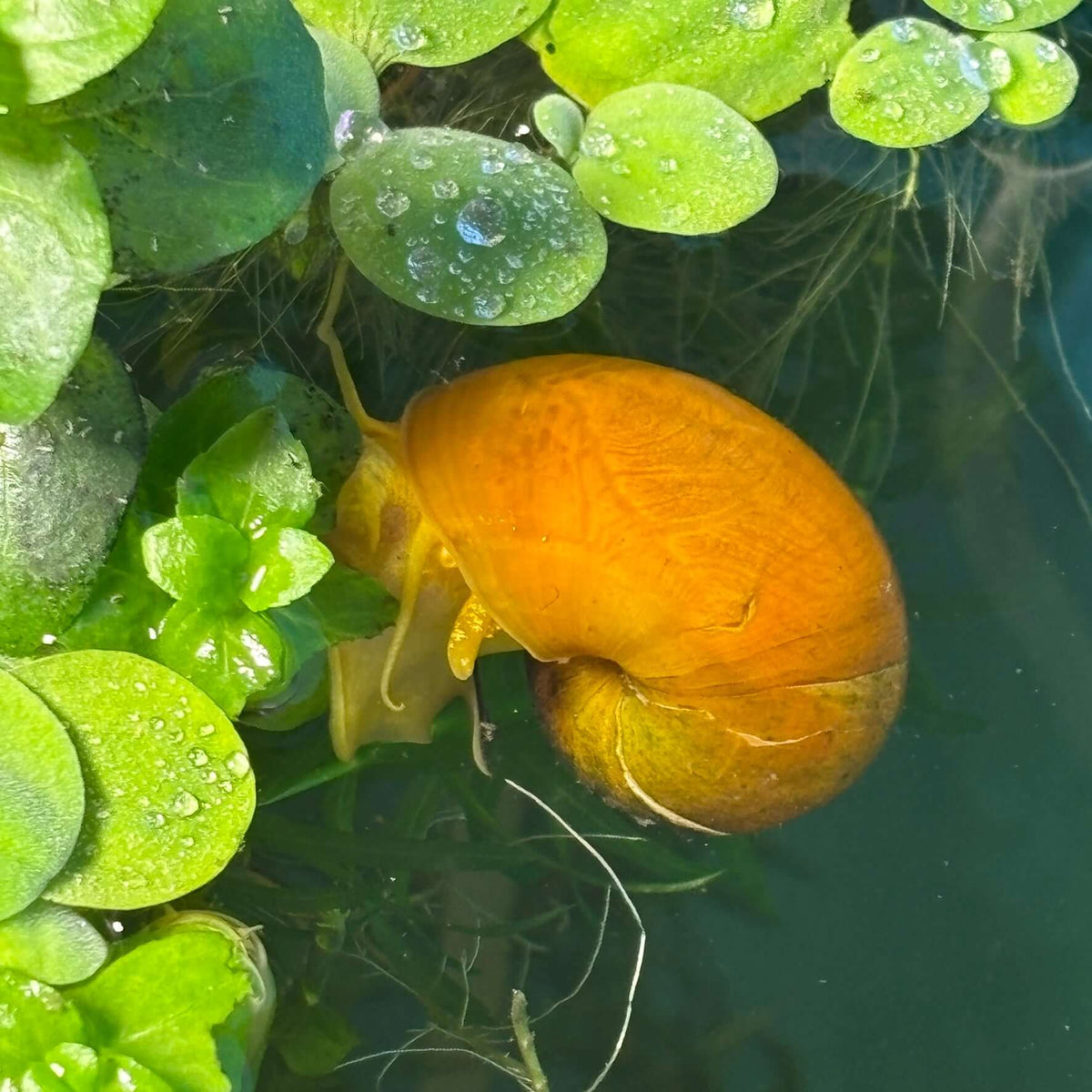 3 Pack of Golden Apple Mystery Snails (Pomacea bridgesii) among green aquatic plants with water droplets.
