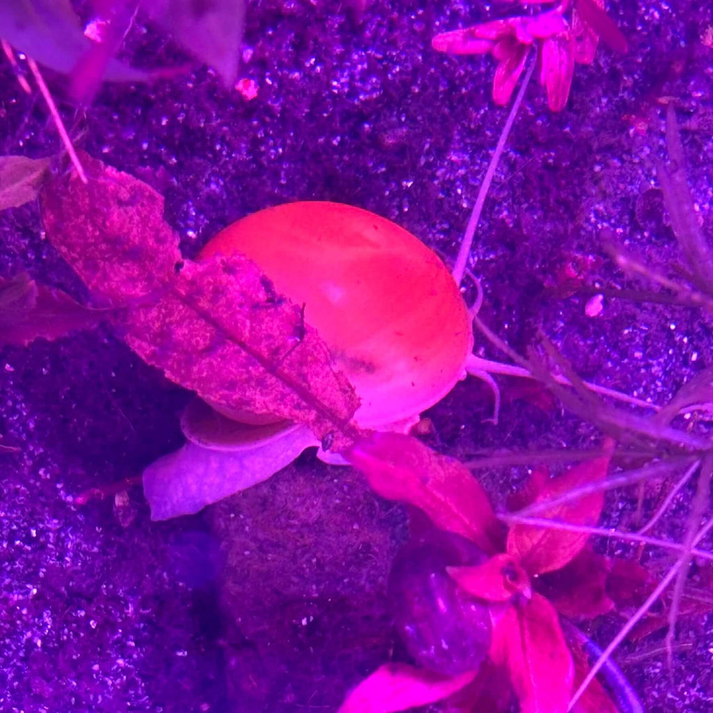 3 Pack of Golden Apple Mystery Snails (Pomacea bridgesii) in an aquarium among aquatic plants and substrate.