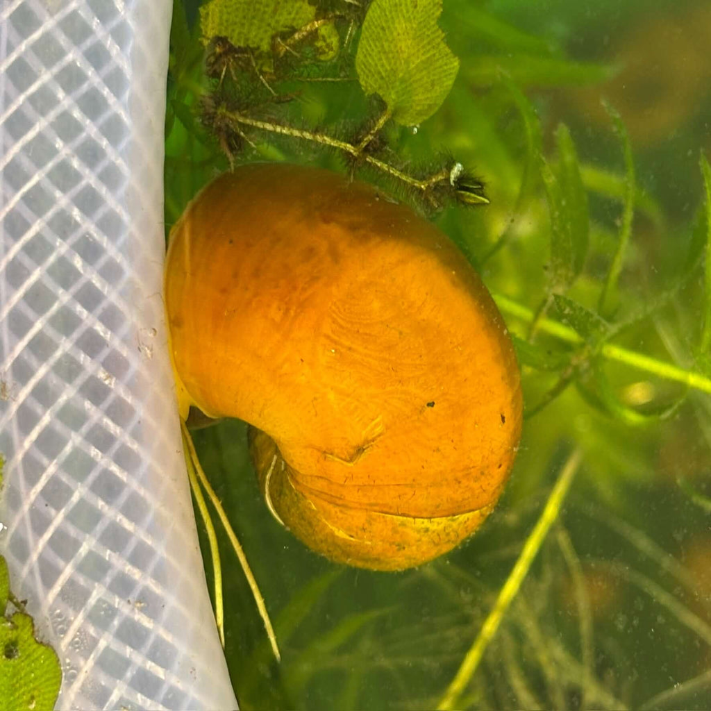 3 Pack of Golden Apple Mystery Snails (Pomacea bridgesii) swimming in an aquarium with aquatic plants.