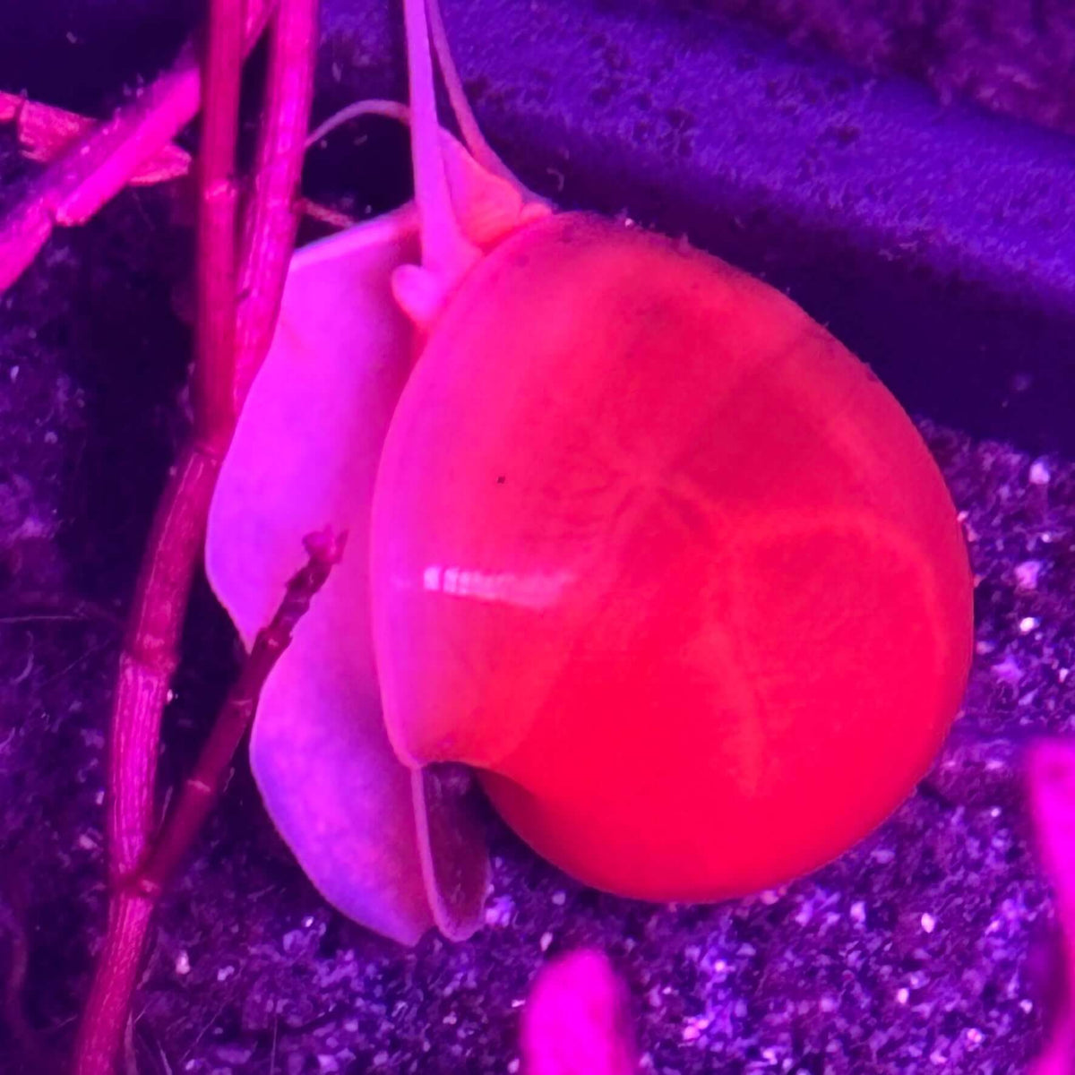 3 Pack of Golden Apple Mystery Snails (Pomacea bridgesii) resting on substrate with aquatic plants.