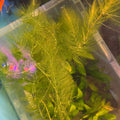 Hornwort (Ceratophyllum demersum) 25g Portion displayed in water, ideal for aquariums.