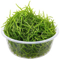Java Moss (Taxiphyllum Barbieri) 10g Portion in a clear container, showcasing its vibrant green growth.
