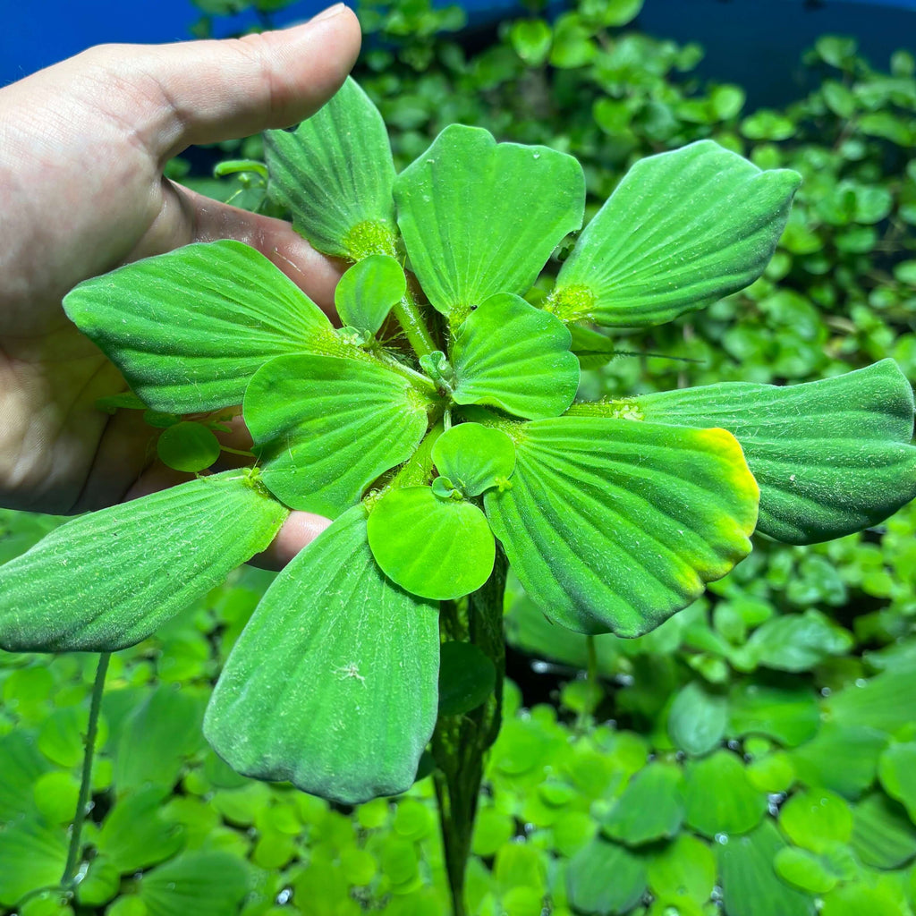 Jumbo/Giant Water Lettuce (Pistia stratiotes) x 3 Plants with lush green leaves in hand.
