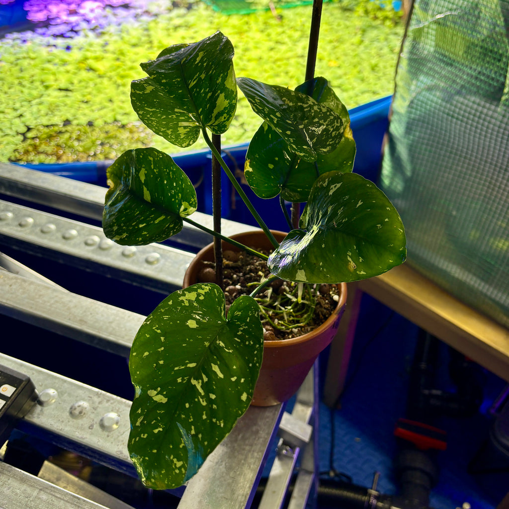 Large Anubias Var King / VarKing / Viking (Anubias barteri var. 'King') in a pot on metal surface with green leaves.