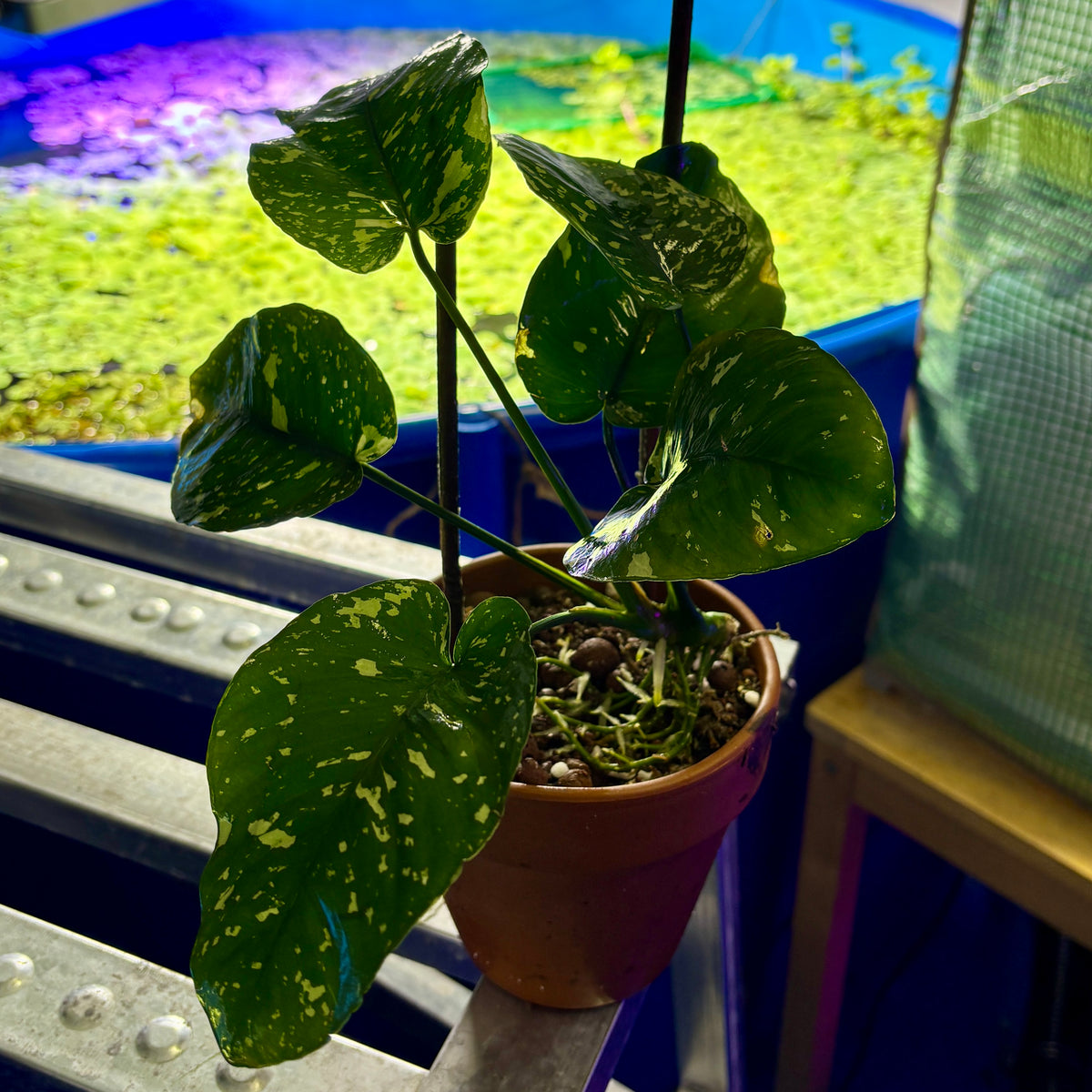 Large Anubias Var King / VarKing / Viking (Anubias barteri var. 'King') in a pot beside a colorful aquatic backdrop.