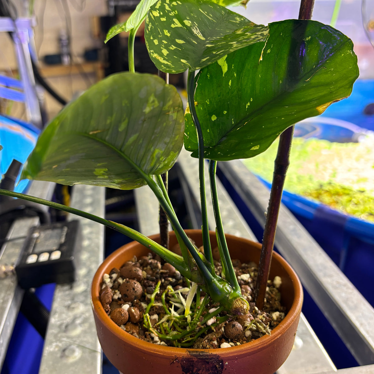 Large Anubias Var King / VarKing / Viking (Anubias barteri var. 'King') in a pot with healthy leaves and roots.