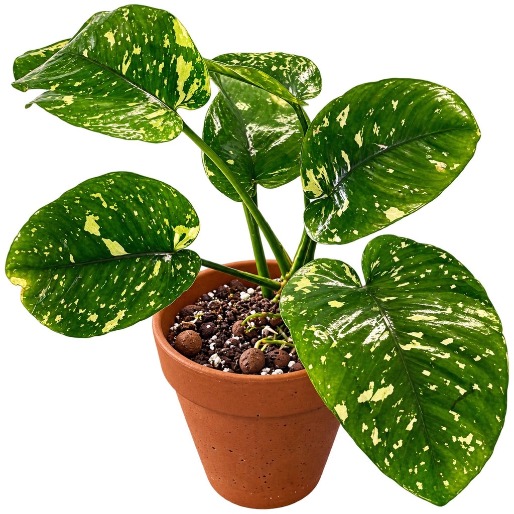 Large Anubias Var King / VarKing / Viking (Anubias barteri var. 'King') in a terracotta pot with lush green leaves.
